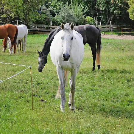 Gutshaus In Garz Zicker