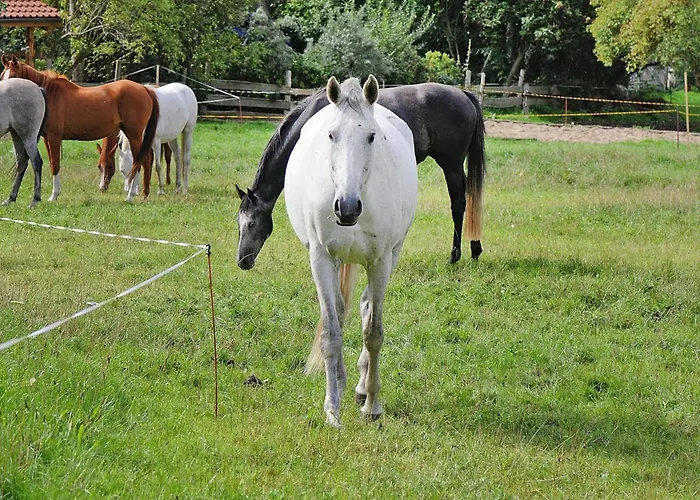 Gutshaus In Garz Zicker